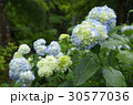 紫陽花 30577036