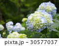 紫陽花 30577037