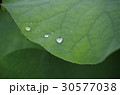 蓮の葉と水滴 30577038