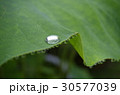 蓮の葉と水滴 30577039