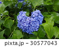 ハート型の紫陽花 30577043