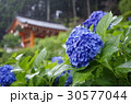 三室戸寺の紫陽花 30577044