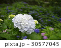 紫陽花 30577045