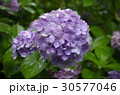 紫陽花 30577046
