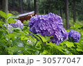 三室戸寺の紫陽花 30577047