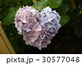 ハート型の紫陽花 30577048