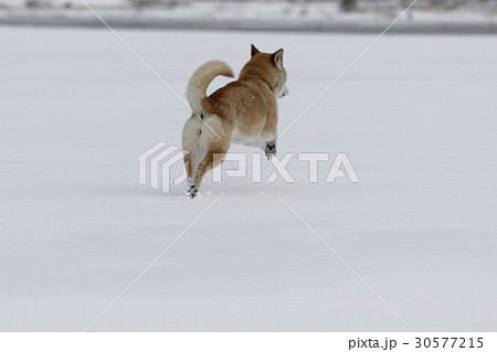 Snow And Shiba Inu Stock Photo