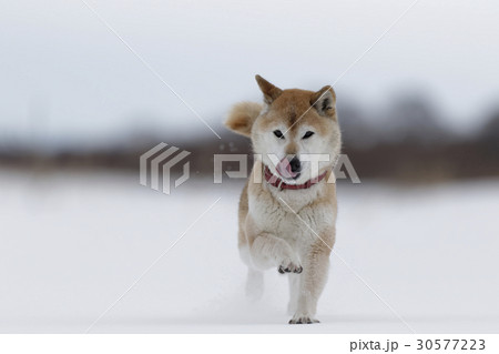 雪と柴犬 雪と柴犬 30577223