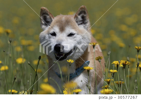 野原で遊ぶ柴犬 野原で遊ぶ柴犬 30577267