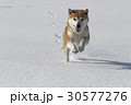 雪と柴犬 30577276