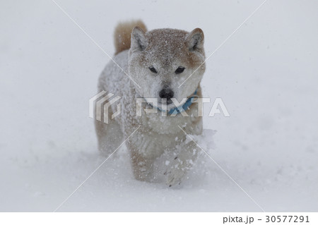 雪と柴犬 30577291