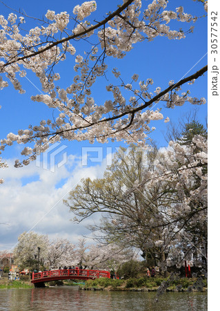 須坂市臥竜公園の桜と弁天橋 30577542