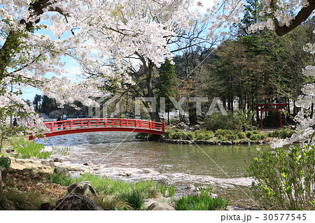 須坂市臥竜公園の桜と弁天橋 30577545