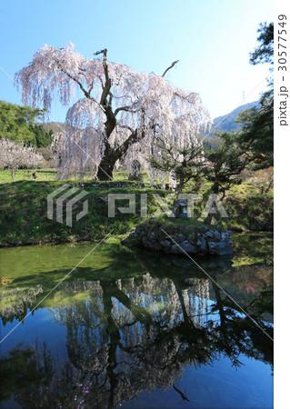 弁天さんのしだれ桜と映り込み 30577549