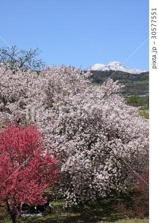 千曲川河川敷の公園の桜 30577551