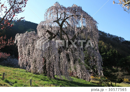 豊丘五大桜(弁天さんのしだれ桜) 豊丘五大桜(弁天さんのしだれ桜) 30577565