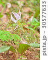 白色のカタクリ 30577633