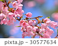 桜 30577634