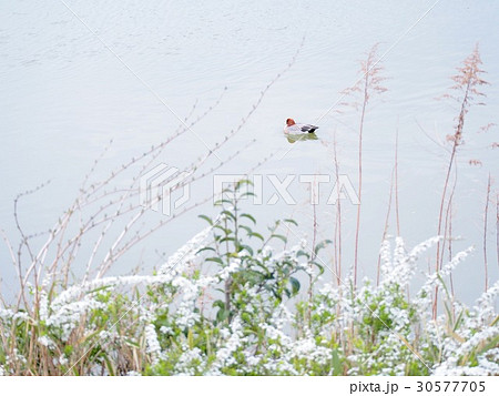 ユキヤナギの湖畔とヒドリガモ 30577705