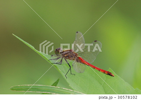 赤とんぼ 30578102