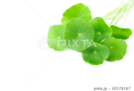 Gotu kola's leafs on white background 30578167