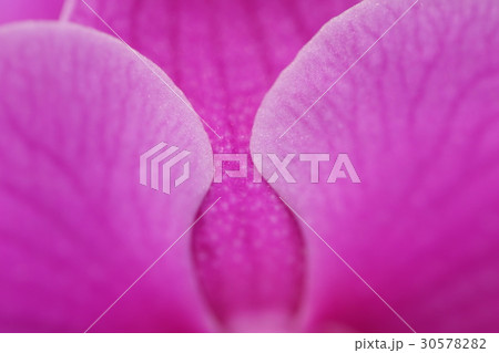 蘭の花 30578282