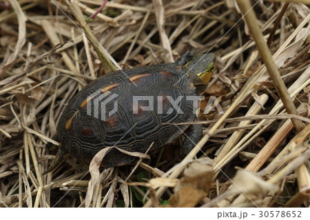 生き物　爬虫類　ヤエヤマセマルハコガメ、カラスに襲われていました。小さな亀には危険が多いようです 30578652