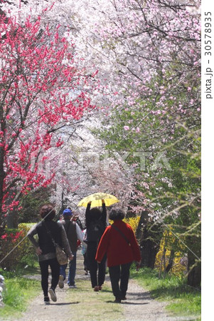 快晴の山梨県忍野村忍草の新名庄川沿い遊歩道に咲く満開の桜並木を歩く観光客 30578935