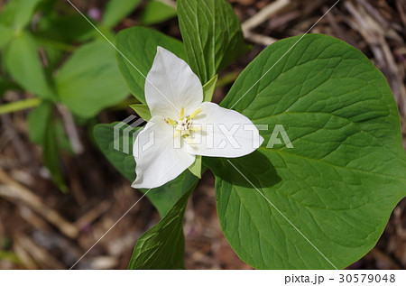 オオバナノエンレンソウ オオバナノエンレンソウ 30579048