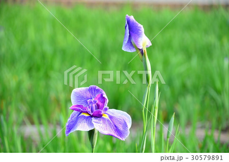 花菖蒲 30579891