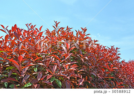 カナメモチ(要黐) カナメモチ(要黐) 30588912