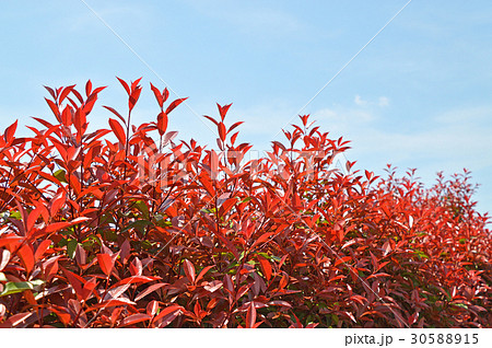 カナメモチ(要黐) カナメモチ(要黐) 30588915