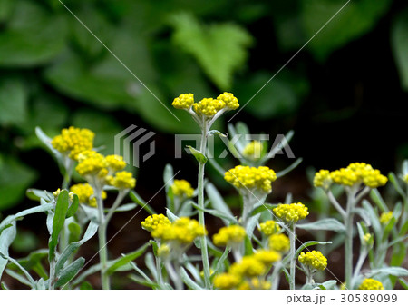 ハハコグサ母子草の花咲く ハハコグサ母子草の花咲く 30589099