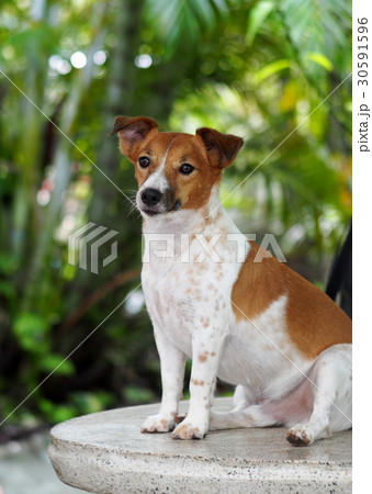 happy active handsome Jack Russell in backyard happy active handsome Jack Russell in backyard 30591596