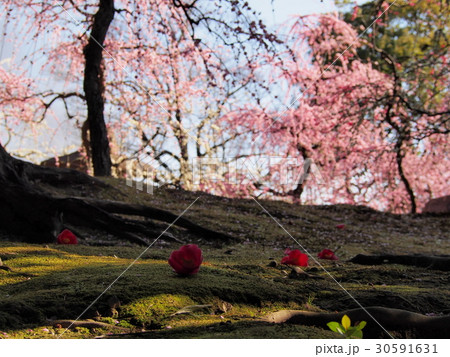 観光巡り　おもひで 30591631