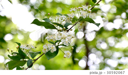 カマツカ鎌柄 ウシゴロシ の白い花の写真素材