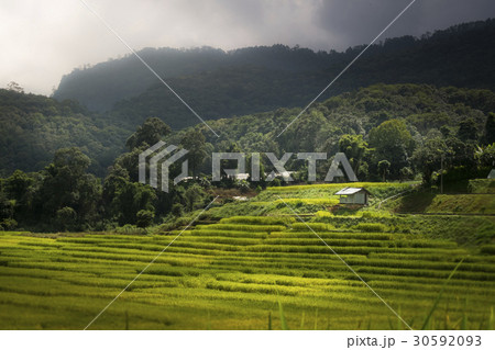 Terraced rice field landscape of Chiangmai, Thai Terraced rice field landscape of Chiangmai, Thai 30592093