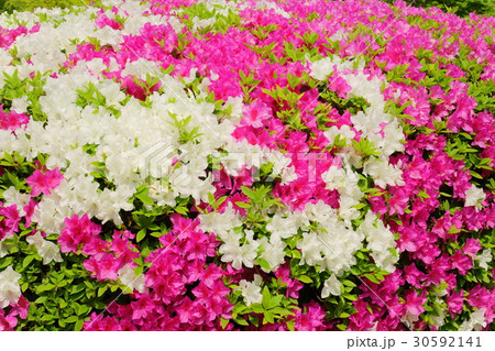 満開のツツジの植え込み５ 30592141
