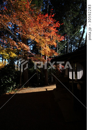 常照寺の紅葉 30592283