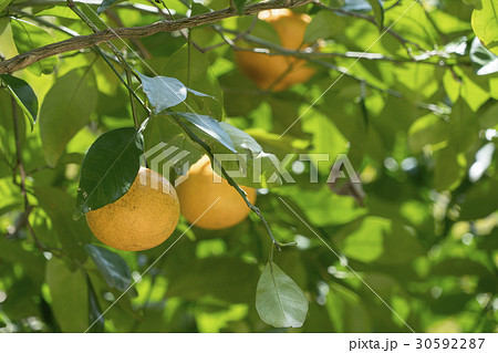 夏みかん 30592287
