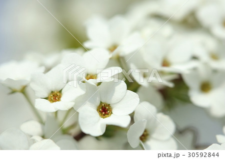 ユキヤナギ 30592844
