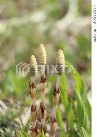 つくし つくし 30592857