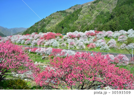 花桃の里 花桃の里 30593509