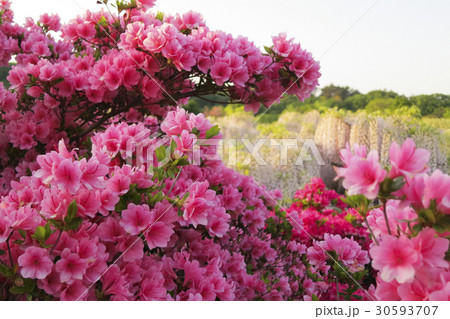 景色 風景 アジア人 30593707