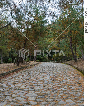 Stone path between pine trees in the mountains 30593758