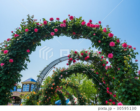 枚方パークのバラ園 枚方パークのバラ園 30595130