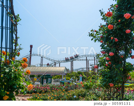 枚方パークのバラ園 30595131