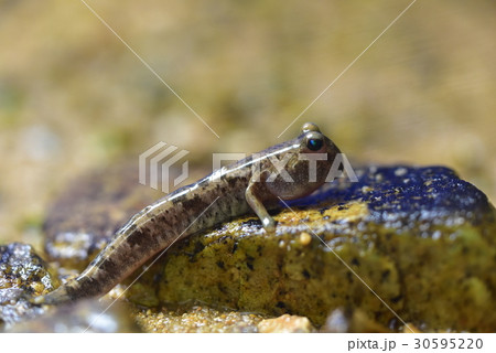 トビハゼ 30595220