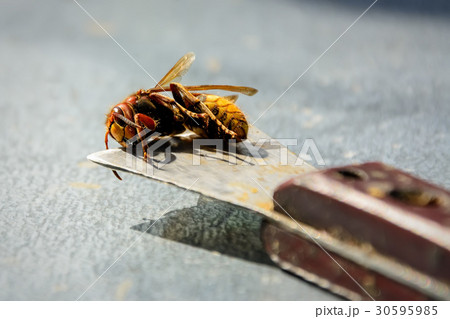 Beekeeper killed hornets who ate bees. Bee killer Beekeeper killed hornets who ate bees. Bee killer 30595985