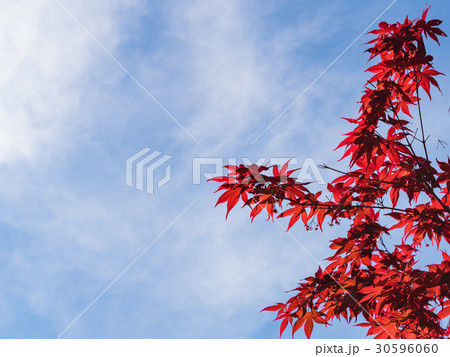 春の青空に映えるノムラモミジの赤い新葉と雲が美しい風景 春の青空に映えるノムラモミジの赤い新葉と雲が美しい風景 30596060